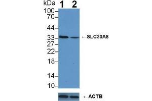 Knockout Varification: Lane 1: Wild-type K562 cell lysate, Lane 2: SLC30A8 knockout K562 cell lysate, Predicted MW: 40,35 kDa Observed MW: 35 kDa Primary Ab: 3 μg/mL Rabbit Anti-Human SLC30A8 Antibody Second Ab: 0.