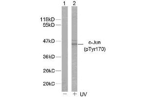 Image no. 1 for anti-Jun Proto-Oncogene (JUN) (pTyr170) antibody (ABIN196651)