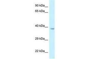 Image no. 1 for anti-Retinol Dehydrogenase 10 (All-Trans) (RDH10) (AA 242-291) antibody (ABIN6747672) (RDH10 抗体  (AA 242-291))
