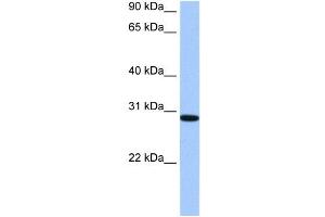 RALYL antibody used at 0. (RALYL 抗体  (C-Term))