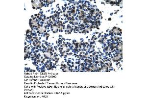 Human Pancrease (TCEB3 抗体  (C-Term))