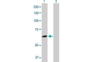 Western Blot analysis of TTC8 expression in transfected 293T cell line by TTC8 MaxPab polyclonal antibody. (TTC8 抗体  (AA 1-505))
