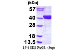 Image no. 1 for ADP-Ribosylhydrolase Like 2 (ADPRHL2) protein (His tag) (ABIN1098359) (ADPRHL2 Protein (His tag))