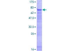 PTPLB Protein (AA 1-254) (GST tag)
