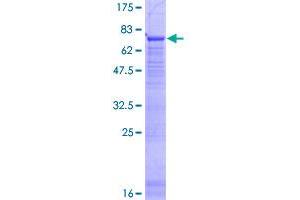 PTPLB Protein (AA 1-254) (GST tag)