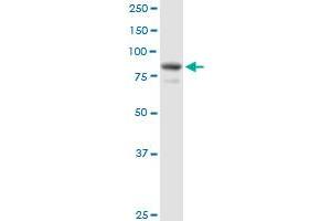 Western Blotting (WB) image for anti-EPS8-Like 2 (EPS8L2) (AA 1-715) antibody (ABIN528702)