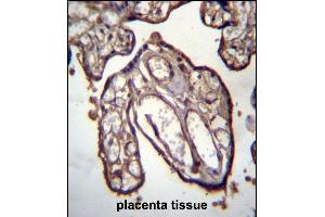 ARFIP1 Antibody (Center) (ABIN656916 and ABIN2846111) immunohistochemistry analysis in formalin fixed and paraffin embedded human placenta tissue followed by peroxidase conjugation of the secondary antibody and DAB staining. (ARFIP1 抗体  (AA 147-176))