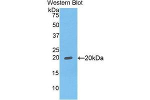 Western Blotting (WB) image for anti-Fc Fragment of IgG Binding Protein (FCGBP) (AA 5176-5344) antibody (ABIN1858831) (FCGBP 抗体  (AA 5176-5344))