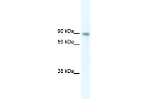 Western Blot showing STAT5B antibody used at a concentration of 5. (STAT5B 抗体  (Middle Region))