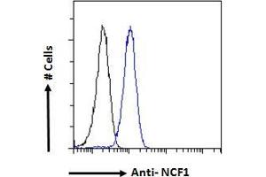 ABIN184583 Flow cytometric analysis of paraformaldehyde fixed HeLa cells (blue line), permeabilized with 0. (NCF1 抗体  (C-Term))