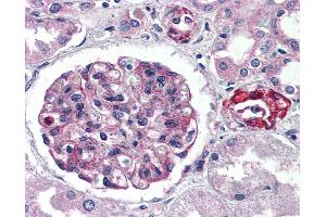 Anti-GPR150 antibody IHC of human kidney. (GPR150 抗体  (C-Term))