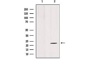 Western blot analysis of extracts from 3T3, using ARL8B antibody. (ARL8B 抗体  (Internal Region))