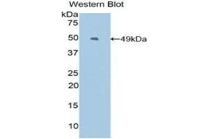 Western Blotting (WB) image for anti-Epiregulin (EREG) (AA 30-169) antibody (ABIN3205795) (Epiregulin 抗体  (AA 30-169))