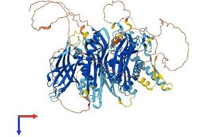 C2 Calcium Dependent Domain Containing 5 (C2CD5) (AA 1-1000) protein (His tag)