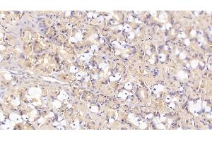 Detection of SHBG in Human Stomach Tissue using Monoclonal Antibody to Sex Hormone Binding Globulin (SHBG) (SHBG 抗体  (AA 224-388))