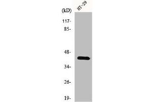 Western Blot analysis of K562 cells using GPR92 Polyclonal Antibody (LPAR5 抗体  (Internal Region))