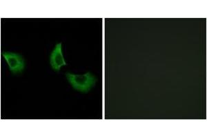 Immunofluorescence analysis of A549 cells, using EFEMP2 Antibody. (FBLN4 抗体  (AA 91-140))