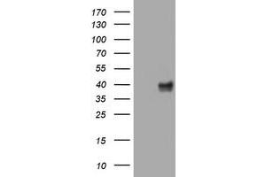 Image no. 3 for anti-Wingless-Type MMTV Integration Site Family, Member 3 (WNT3) (AA 128-355) antibody (ABIN1490900) (WNT3 抗体  (AA 128-355))