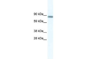 GATAD2A antibody (20R-1164) used at 0. (GATAD2A 抗体  (N-Term))