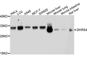 Western blot analysis of extracts of various cell lines, using DHRS4 antibody (ABIN4903479) at 1:1000 dilution. (DHRS4 抗体)