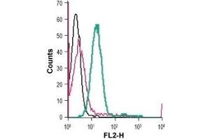Cell surface detection of KV1. (KCNA3 抗体  (Extracellular) (PE))