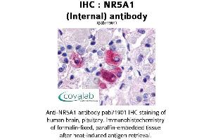 Image no. 1 for anti-Nuclear Receptor Subfamily 5, Group A, Member 1 (NR5A1) (Internal Region) antibody (ABIN1737514) (NR5A1 抗体  (Internal Region))