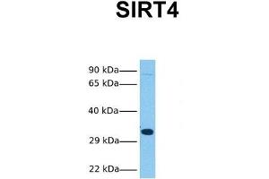 Host:  Rabbit  Target Name:  SIRT4  Sample Tissue:  Human HepG2  Antibody Dilution:  1. (SIRT4 抗体  (N-Term))