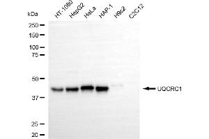 Western blotting analysis using UQCRC1 antibody (ABIN7800702). (UQCRC1 抗体)
