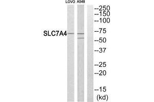 Western Blotting (WB) image for anti-Solute Carrier Family 7 (Cationic Amino Acid Transporter, Y+ System), Member 4 (SLC7A4) (C-Term) antibody (ABIN1851039) (SLC7A4 抗体  (C-Term))