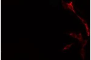 ABIN6276706 staining  Hela cells by IF/ICC. (Caspase 7 抗体  (N-Term))