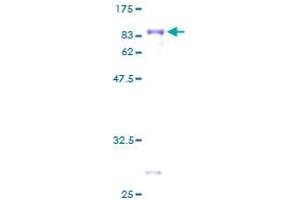 TCF7L2 Protein (AA 1-455) (GST tag)