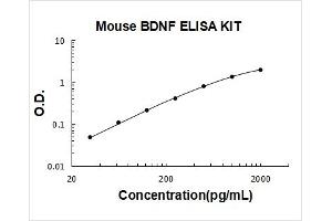 Brain-Derived Neurotrophic Factor (BDNF) ELISA Kit