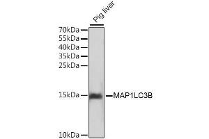 Western blot analysis of extracts of pig liver, using MAP1LC3B antibody. (LC3B 抗体)