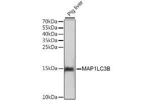 Western blot analysis of extracts of pig liver, using MAP1LC3B antibody.