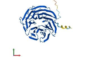 Protein Structure (PS) image for WD Repeat Domain 83 (wdr83) (AA 1-315) protein (His tag) (ABIN7545176)