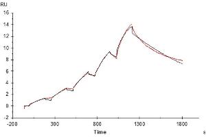 Surface Plasmon Resonance (SPR) image for Transferrin Receptor (p90, CD71) (TFRC) (AA 89-760) protein (His-Avi Tag) (ABIN7275702)