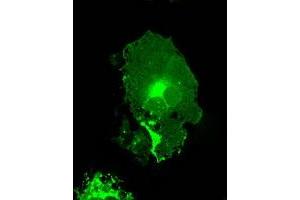 Image no. 2 for anti-Fc Fragment of IgG, Low Affinity IIa, Receptor (CD32) (FCGR2A) antibody (ABIN1497261) (FCGR2A 抗体)
