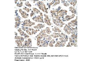 Rabbit Anti-GTPBP9 Antibody  Paraffin Embedded Tissue: Human Muscle Cellular Data: Skeletal muscle cells Antibody Concentration: 4. (OLA1 抗体  (N-Term))