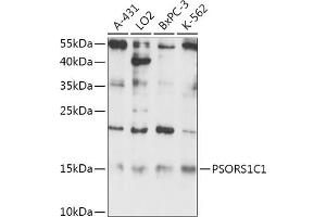 Western blot analysis of extracts of various cell lines, using PSORS1C1 antibody (ABIN7269742) at 1:1000 dilution. (PSORS1C1 抗体)