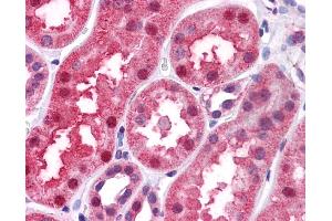 Immunohistochemistry (IHC) image for anti-Bone Morphogenetic Protein 7 (BMP7) (N-Term) antibody (ABIN2779568) (BMP7 抗体  (N-Term))
