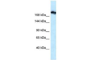 Western Blot showing Tjp1 antibody used at a concentration of 1. (TJP1 抗体  (N-Term))