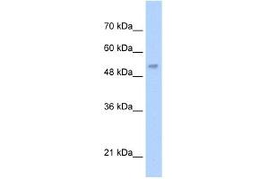 WB Suggested Anti-LCAT Antibody Titration:  5. (LCAT 抗体  (N-Term))