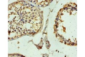 Immunohistochemistry of paraffin-embedded human testis tissue using ABIN7173683 at dilution of 1:100 (TUBB3 抗体  (AA 1-210))