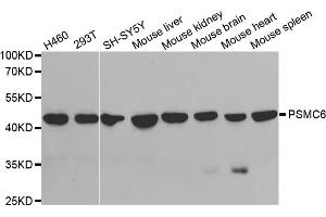 Western blot analysis of extracts of various cell lines, using PSMC6 antibody. (PSMC6 抗体)
