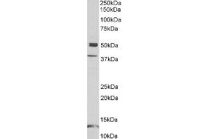 ABIN1590139 (1µg/ml) staining of Human Frontal Cortex lysate (35µg protein in RIPA buffer). (NPX1 抗体  (Internal Region))