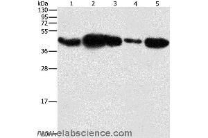 Western blot analysis of HepG2 cell and human fetal placenta tissue, 293T cell and human testis tissue, NIH/3T3 cell, using PGK2 Polyclonal Antibody at dilution of 1:600 (PGK2 抗体)