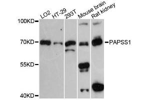 Western blot analysis of extracts of various cell lines, using PAPSS1 antibody. (PAPSS1 抗体  (AA 190-260))