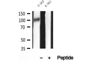 Western blot analysis of extracts of K-562 cells, using GADD34 antibody. (GADD34 抗体)