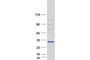 Western Blotting (WB) image for DnaJ (Hsp40) Homolog, Subfamily B, Member 6 (DNAJB6) (Transcript Variant 2) protein (Myc-DYKDDDDK Tag) (ABIN2719594)