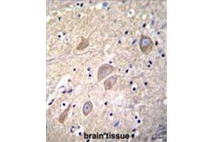 VSNL1 Antibody (Center) immunohistochemistry analysis in formalin fixed and paraffin embedded human brain tissue followed by peroxidase conjugation of the secondary antibody and DAB staining. (VSNL1 抗体  (Middle Region))